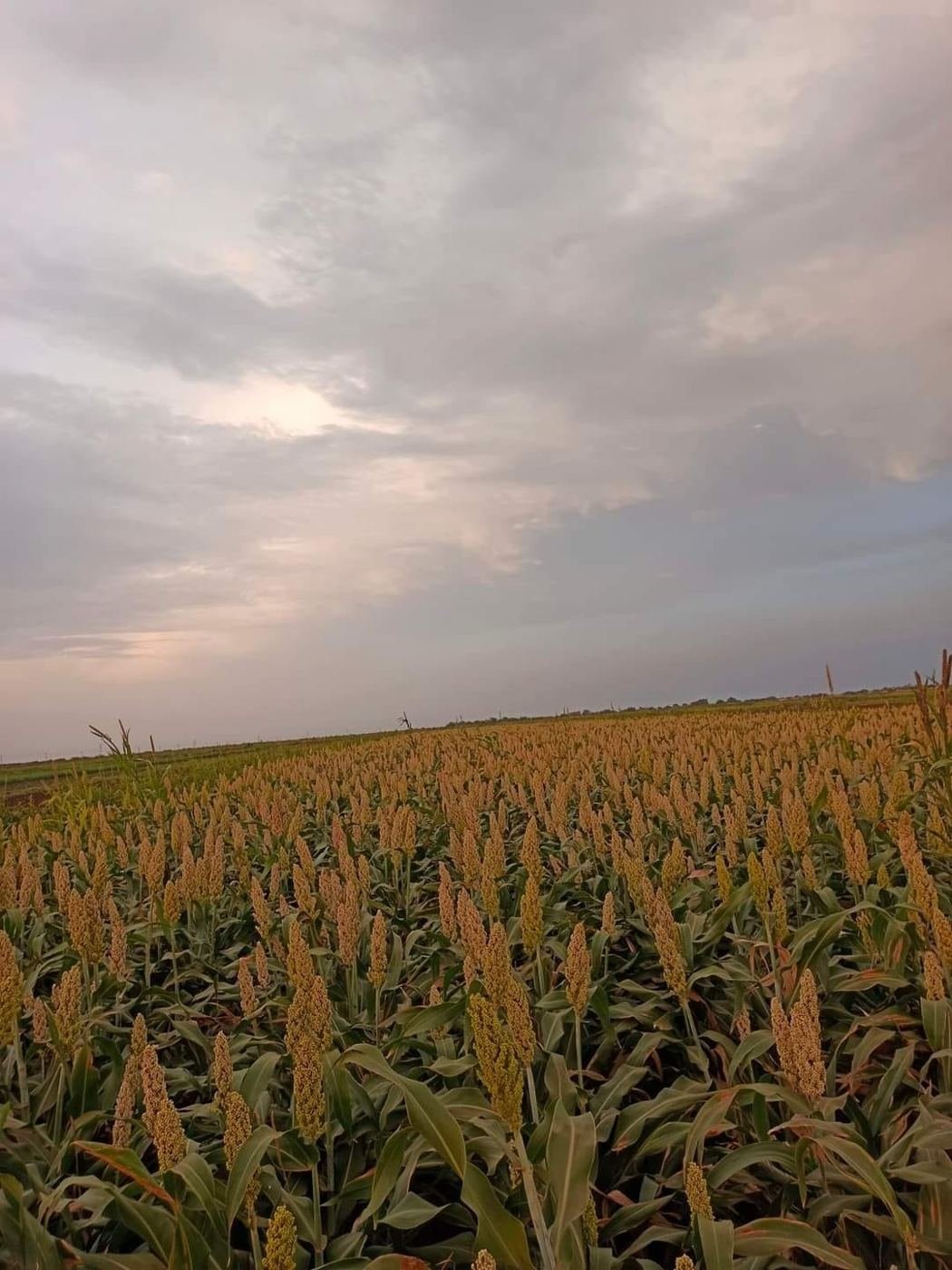 Sorghum field