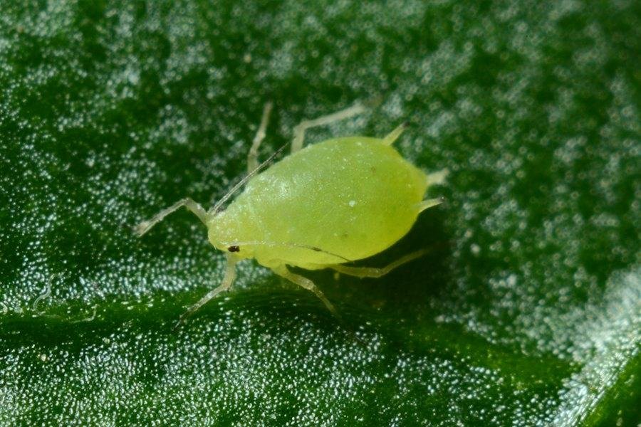 Aphids and Whiteflies: Control Without Resistance