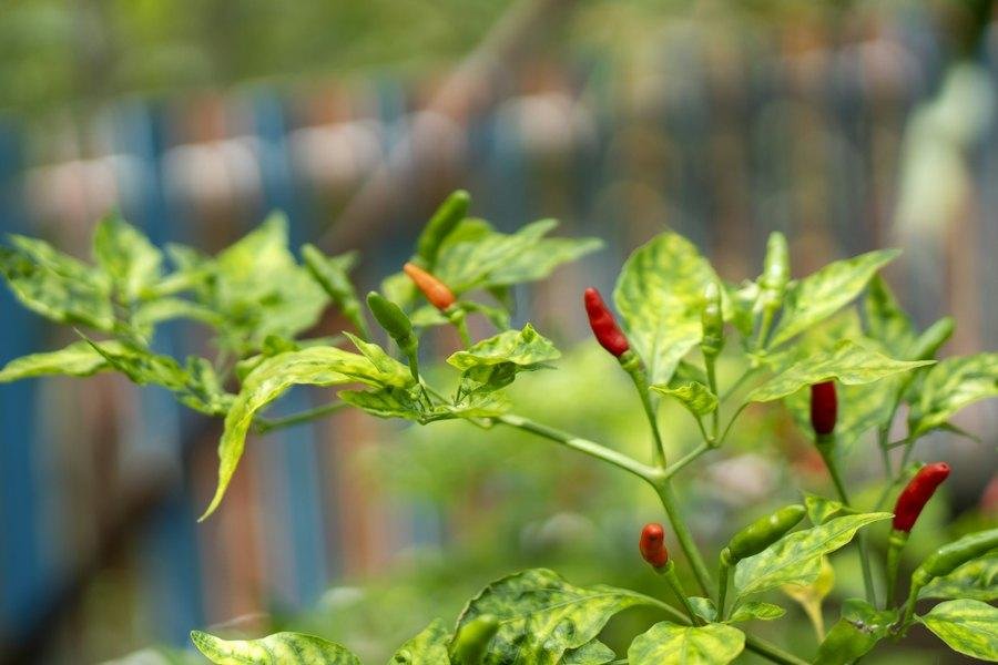 Chili and Pepper: Nursery to Harvest