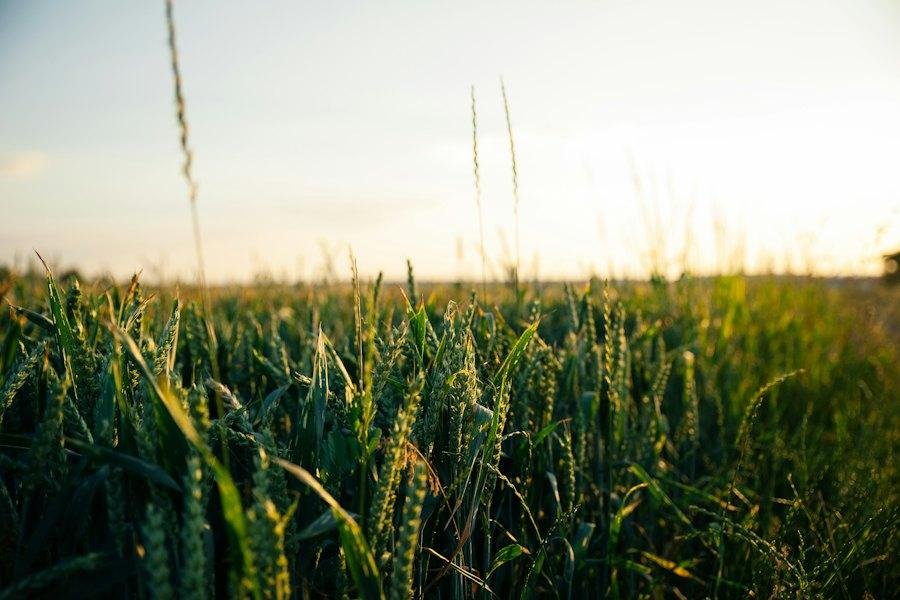 Cover Crops: Protect and Feed the Soil Between Seasons