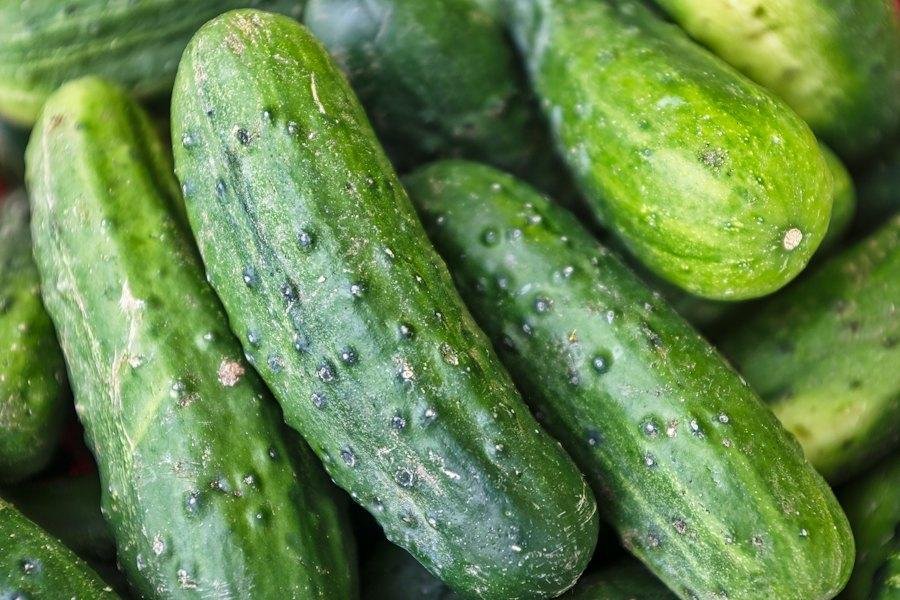 Cucumber on a Trellis: More Fruit From Less Space