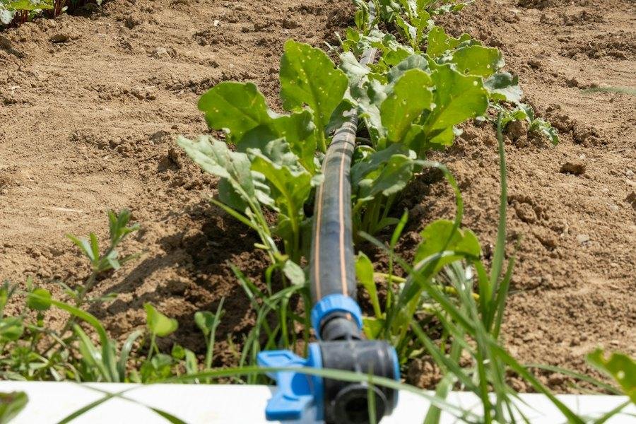 Fertigation: Feeding Through the Irrigation Water