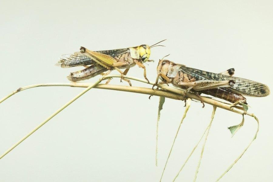 Locusts and Grasshoppers: Preparedness for Farmers