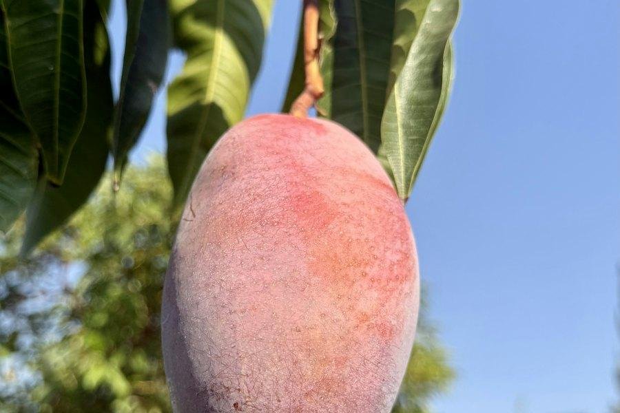 Mango Orchard: The First Three Years