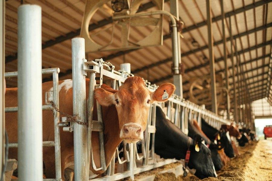 استعمال السماد البلدي بأمان وفاعلية