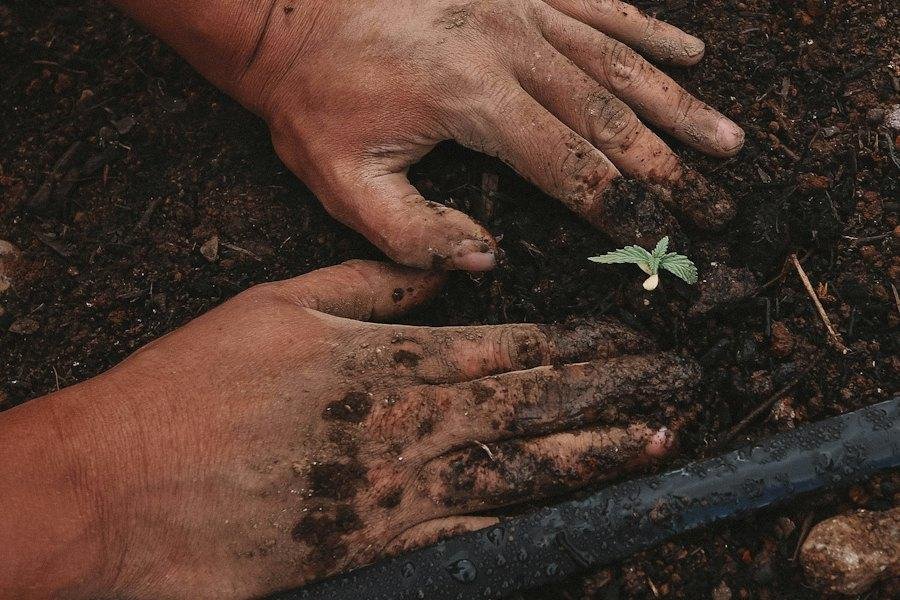 Feel Test: Judging Soil Moisture Without a Sensor
