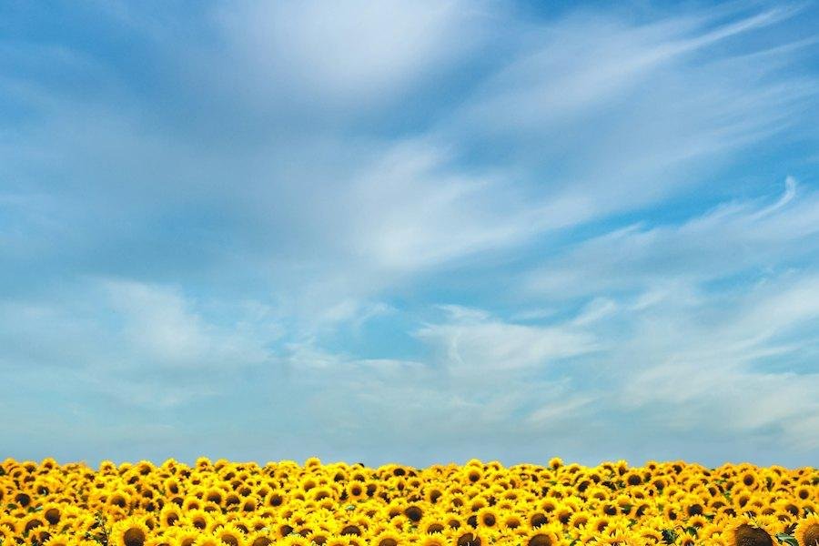 عباد الشمس: أساسيات محصول الزيت في المناطق الجافة