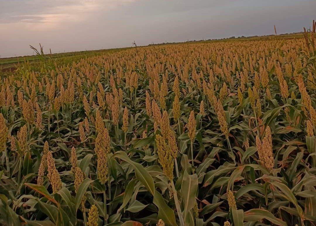 Ripe sorghum field