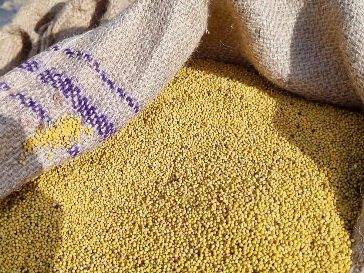 Yellow grain in a jute sack