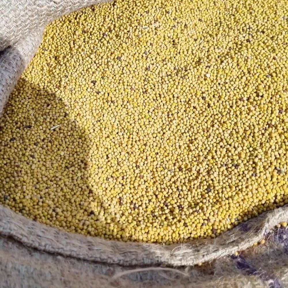 Yellow grain in a jute sack