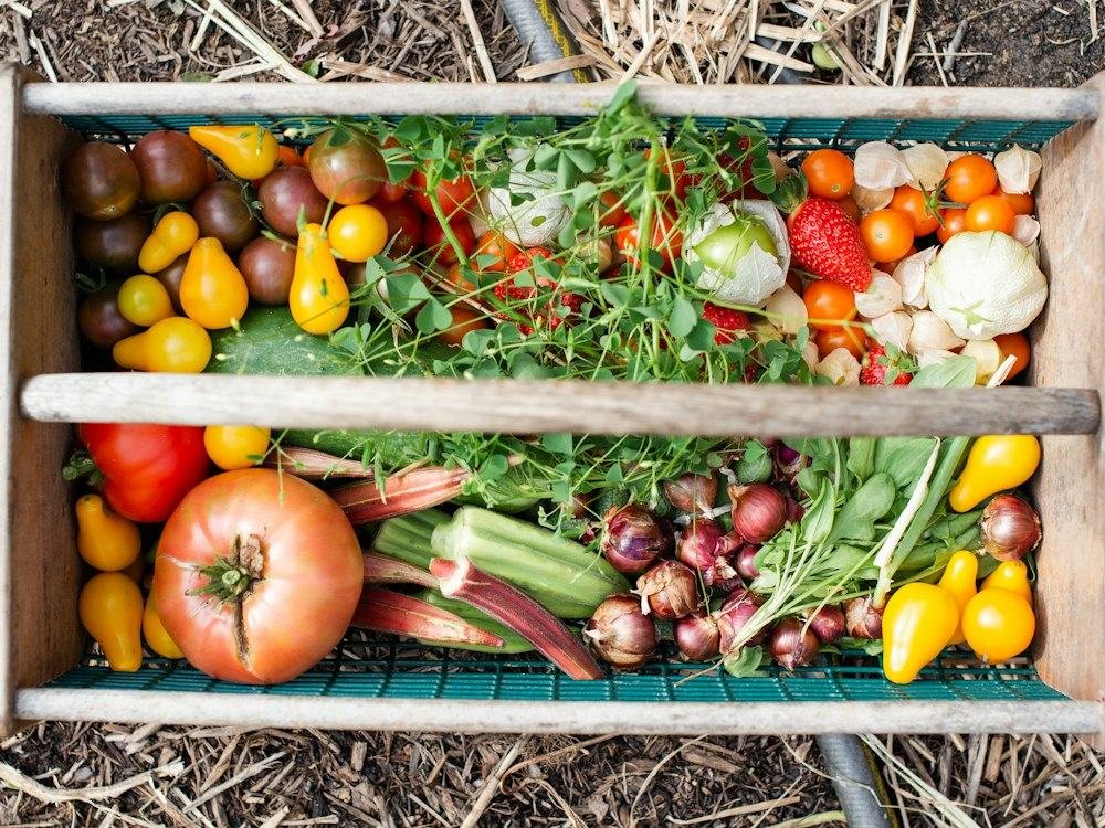 Tips for a Bountiful Harvest