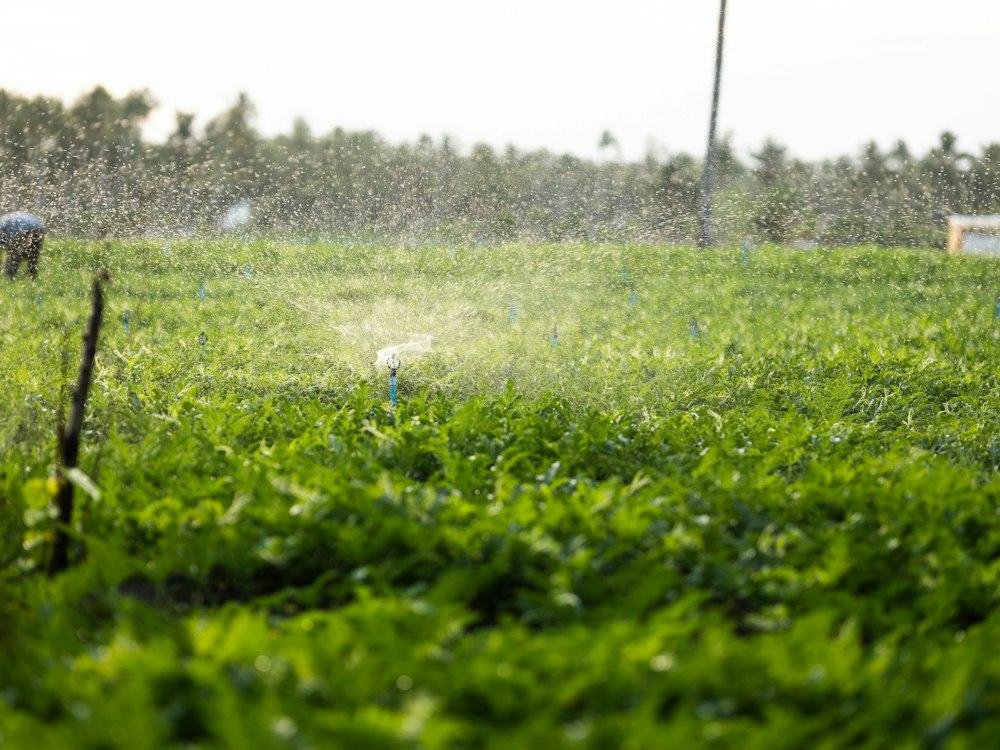 جودة مياه الري: الملوحة وما تفعله بالمحصول