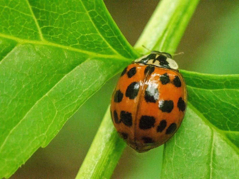 Integrated Pest Management: Basics That Protect the Crop and Cut Cost