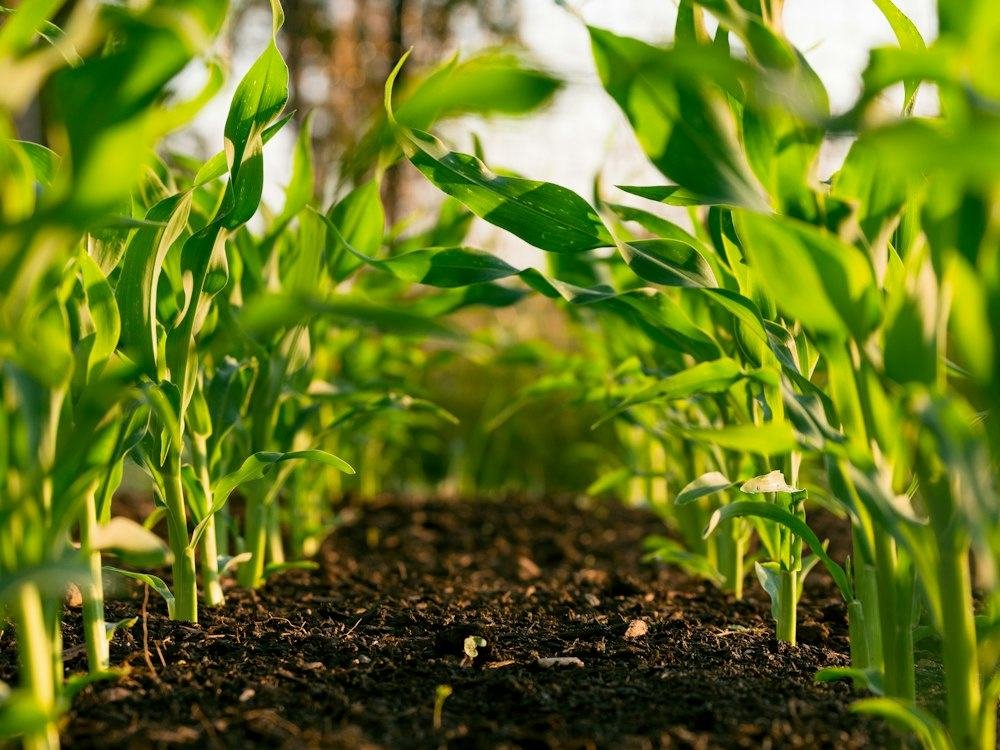 Crop Rotation: A Simple Plan That Lifts Fertility and Cuts Pests